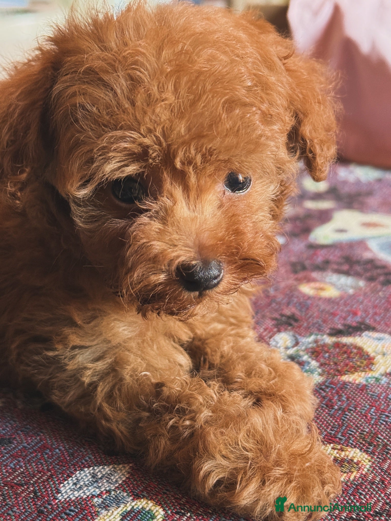 Barboncino Toy cani Cuccioli barboncino Toy  - Annuncio 1