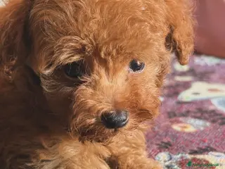 Barboncino Toy cani Cuccioli barboncino Toy - Annuncio 1