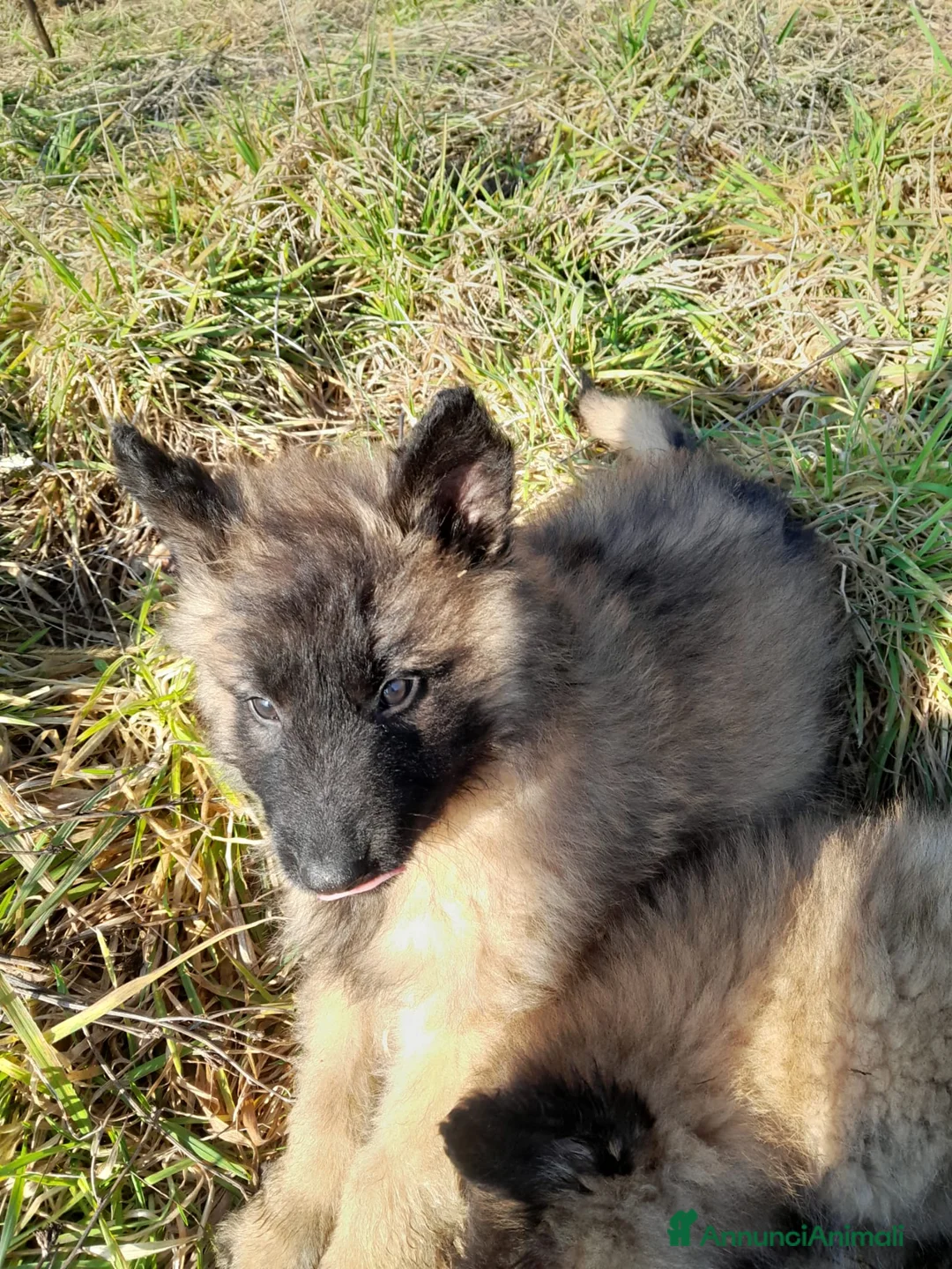 Pastore Belga cani in vendita: Pastore Belga Malinois  - Annuncio 4
