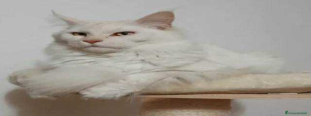 Alvaro