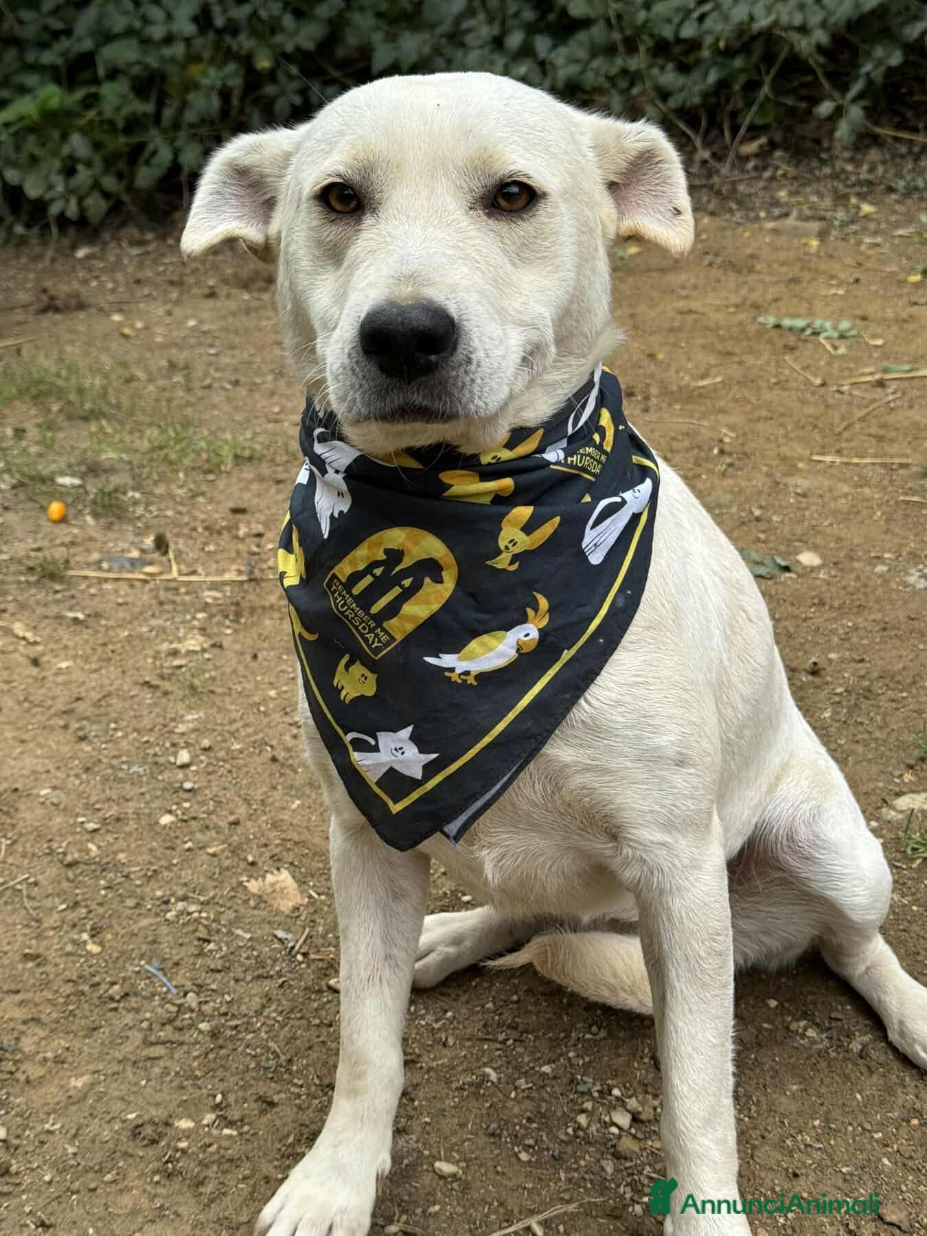 Meticcio cani BLANCA & BLESS, cagnoline super tenere. - Annuncio 2