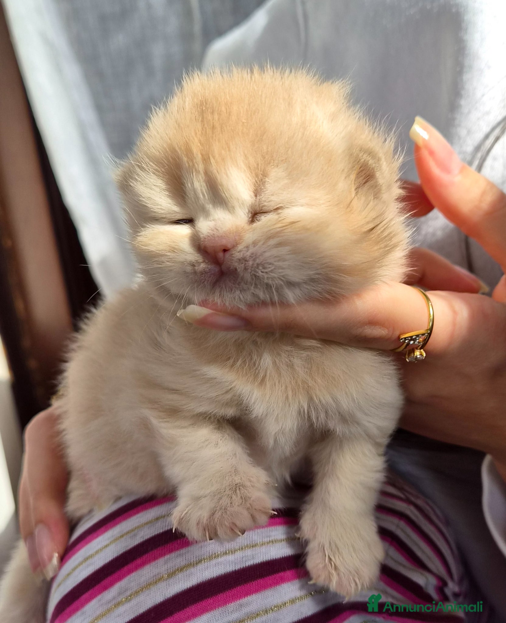 British gatti British shorthair  - Annuncio 3