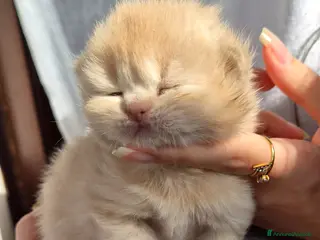 British gatti British shorthair - Annuncio 3