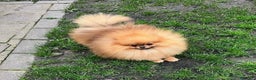 Volpino Pomerania cani in vendita: Cuccioli di Pomerania!  - Annuncio 18