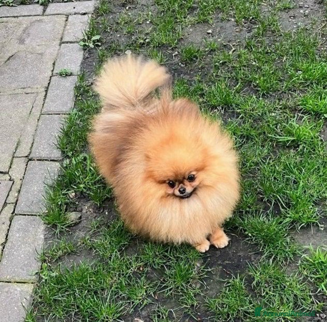 Volpino Pomerania cani in vendita: Cuccioli di Pomerania!  - Annuncio 18
