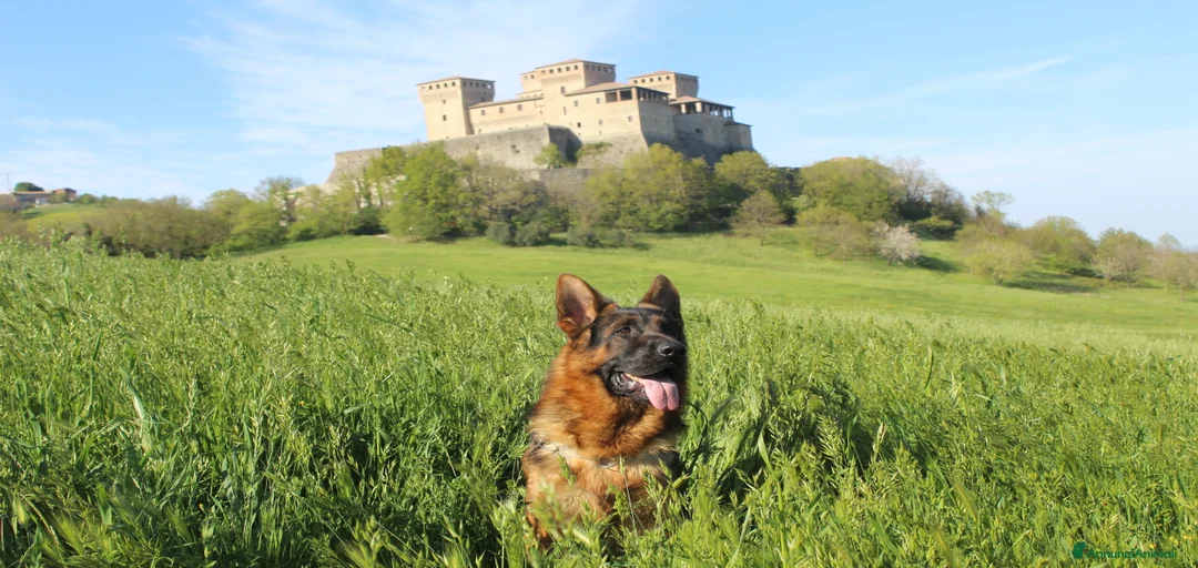 Immagine della galleria {{count}}