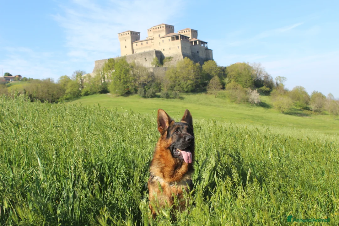 Immagine della galleria {{count}}