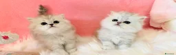 Persiano gatti in vendita: Persiani Chinchilla a Provincia di Ferrara - Annuncio 11