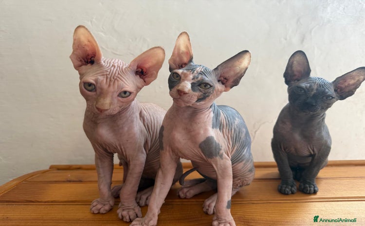 Sphynx gatti a Provincia di Ancona - Annuncio 17