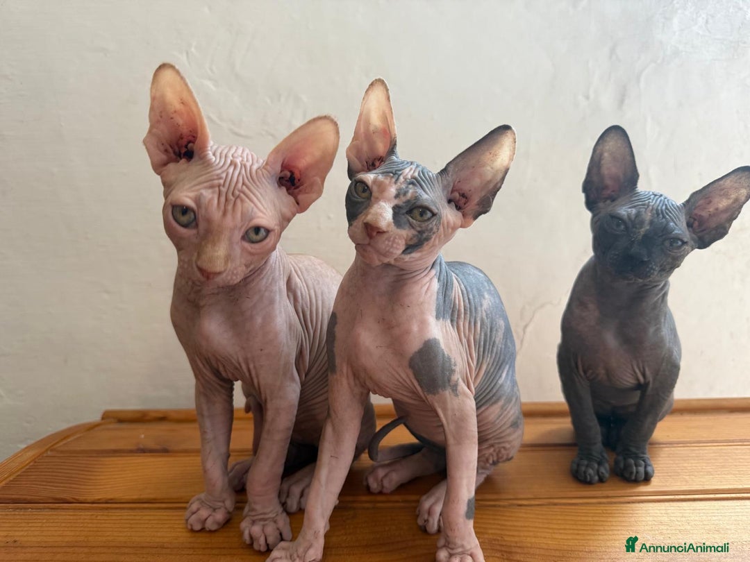 Sphynx gatti in vendita: Sphynx in vendita a Provincia di Ancona - Immagine 1