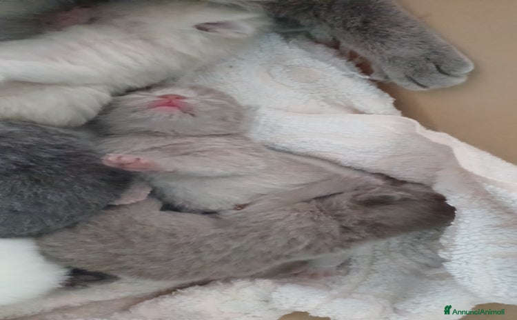 Scottish gatti a Provincia di Gorizia - Annuncio 7