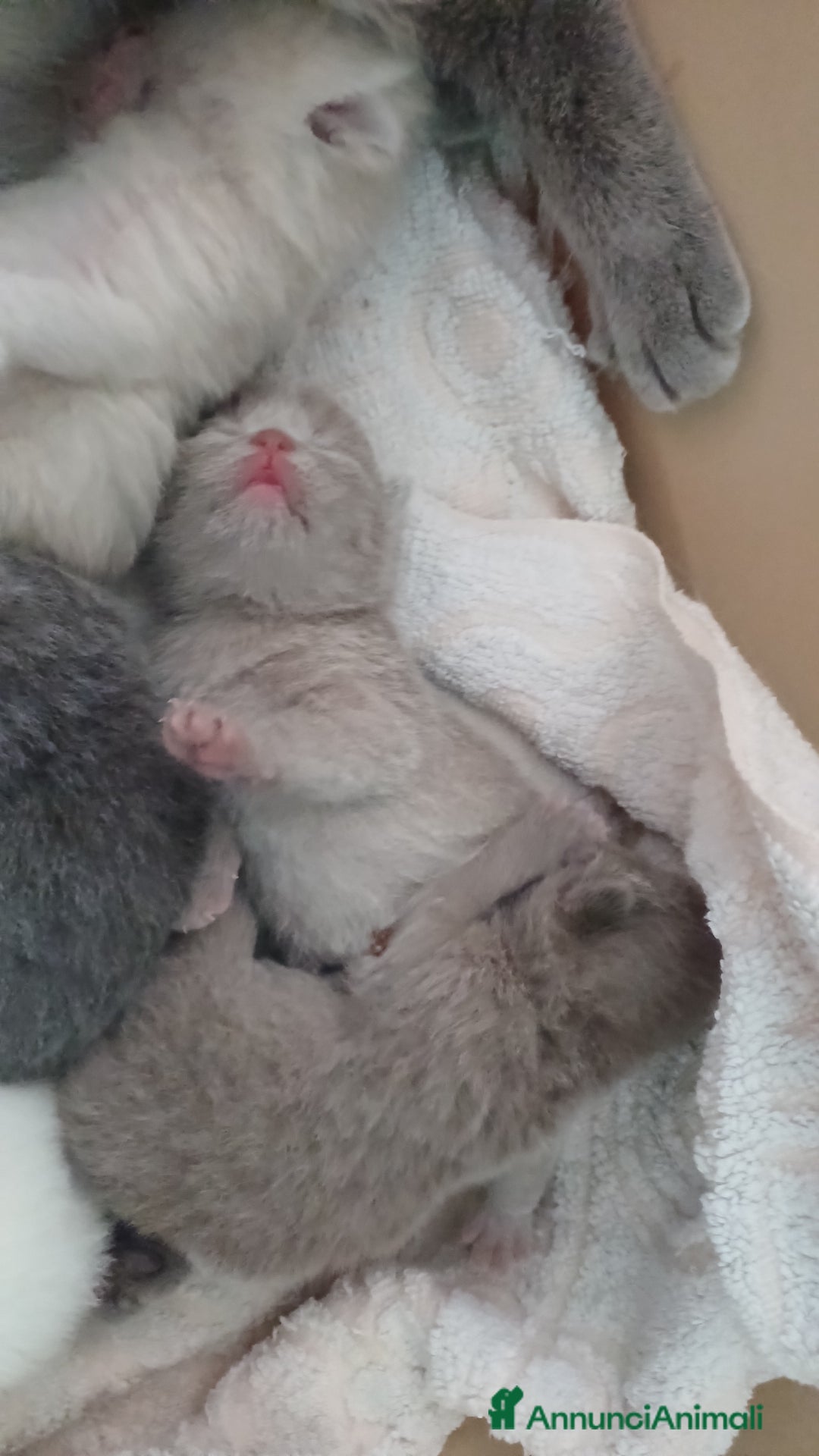 Scottish gatti in vendita: Scottish blu pointer straight  a Provincia di Gorizia - Immagine 1
