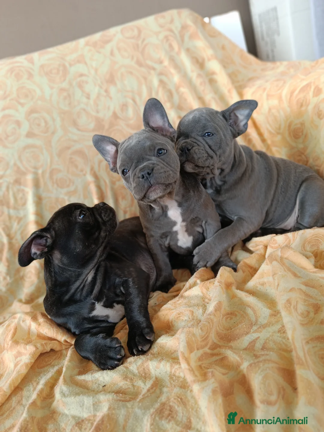 Bulldog Francese cani in vendita: Cuccioli di bulldog francese da privato  a Città Metropolitana di Bari - Annuncio 8