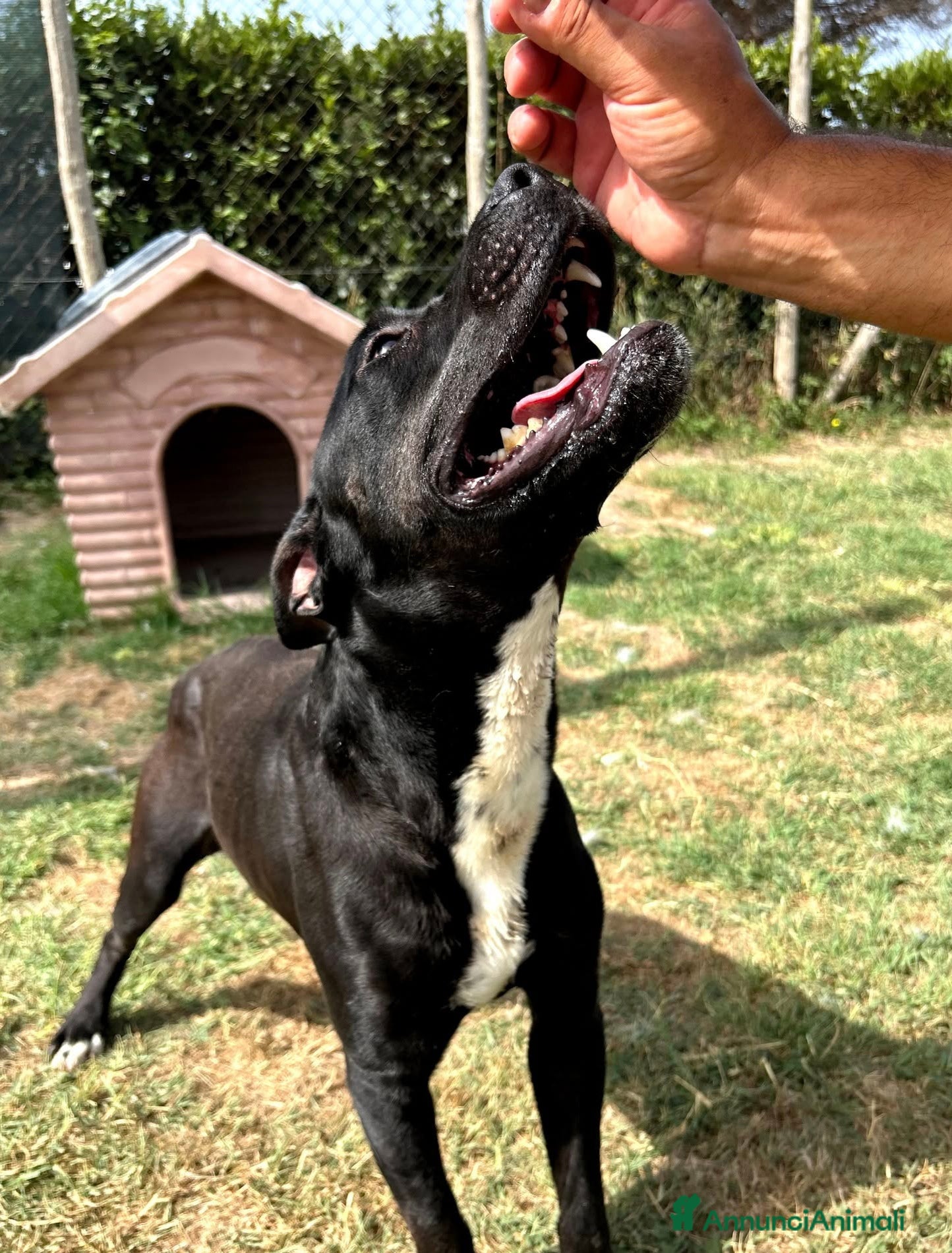 Meticcio cani The King- cane nero mix labrador molosetto - Annuncio 2