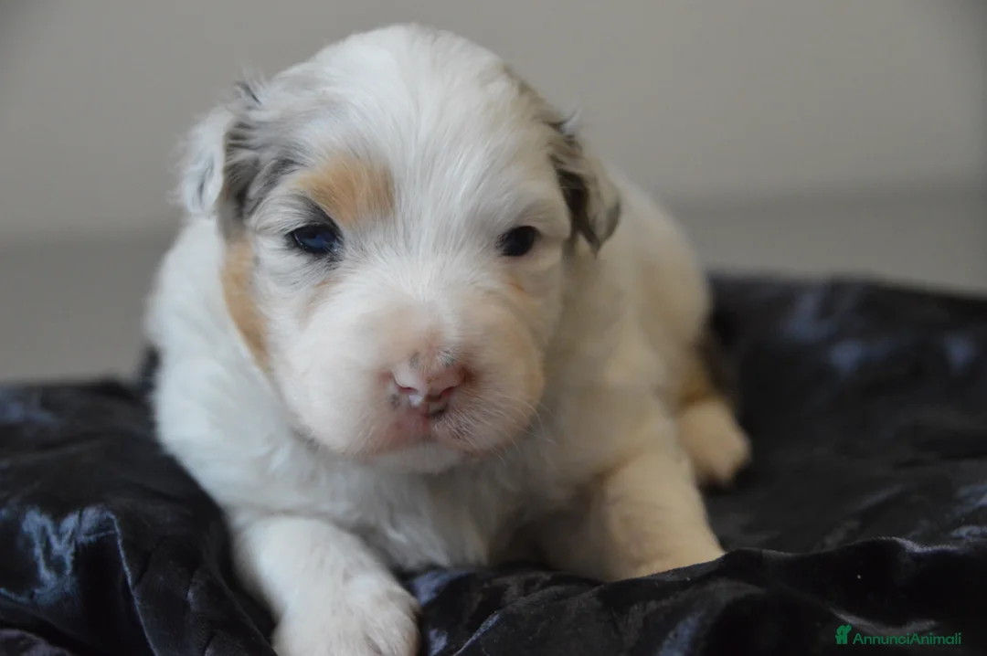 Australian Shepherd cani in vendita: Cucciole Australian Shepherd - Annuncio 2