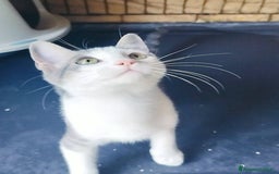 Europeo gatti in regalo: MICINO 60 GG. DOLCISSIMO CERCA CASA - Immagine 9