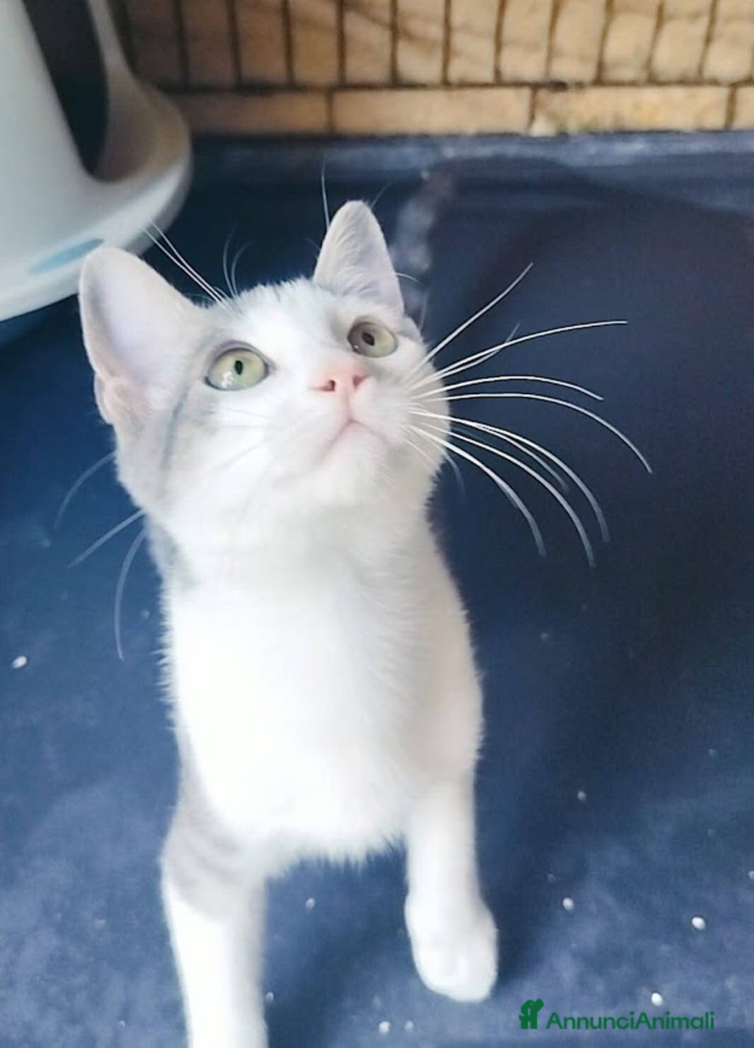 Europeo gatti in regalo: MICINO 60 GG. DOLCISSIMO CERCA CASA - Annuncio 9