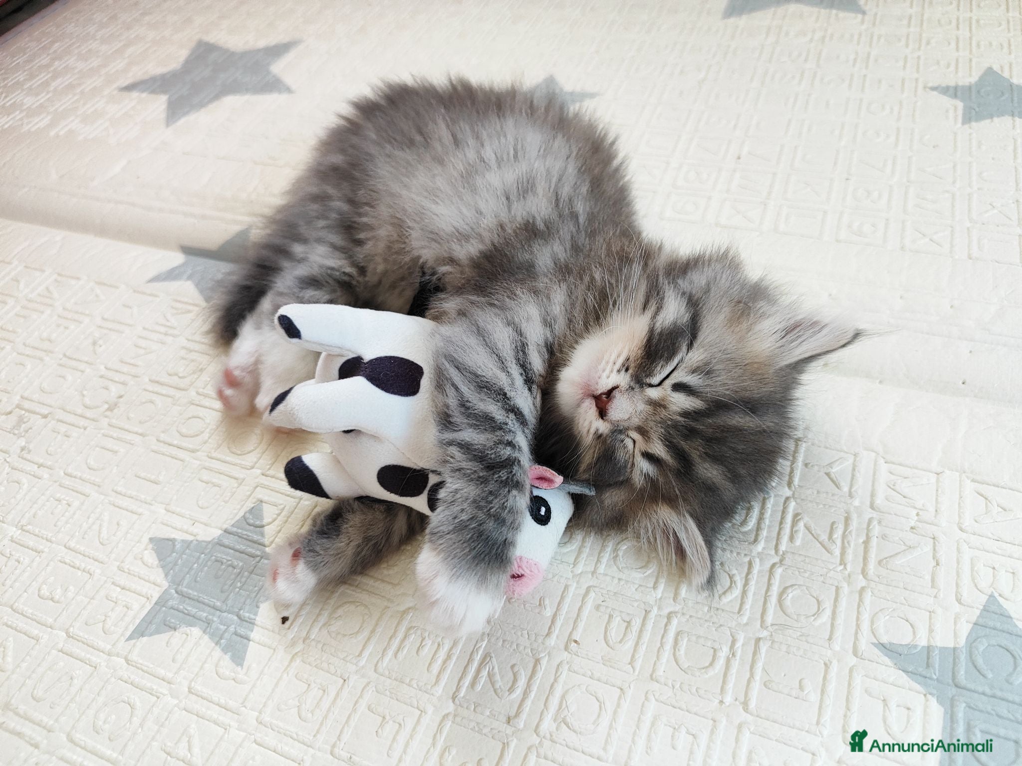 Siberiano gatti in vendita: Cucciola siberiana in vendita  - Annuncio 1