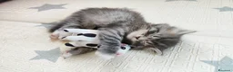 Siberiano gatti in vendita: Cucciola siberiana in vendita  - Annuncio 4