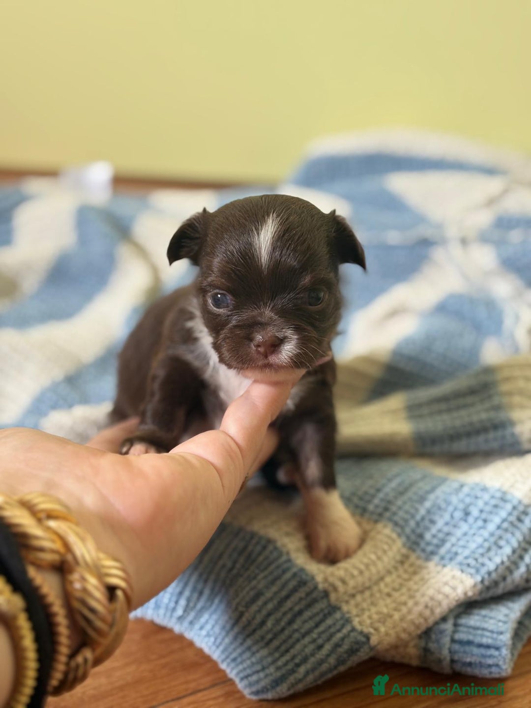 Chihuahua cani in vendita: Cuccioli di chihuahua a pelo lungo con pedigree  a Provincia di Bergamo - Immagine 6