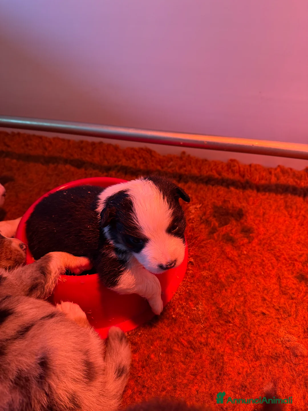 Australian Shepherd cani in vendita: Vendesi cuccioli di Australian shepherd - pedigree - Annuncio 6