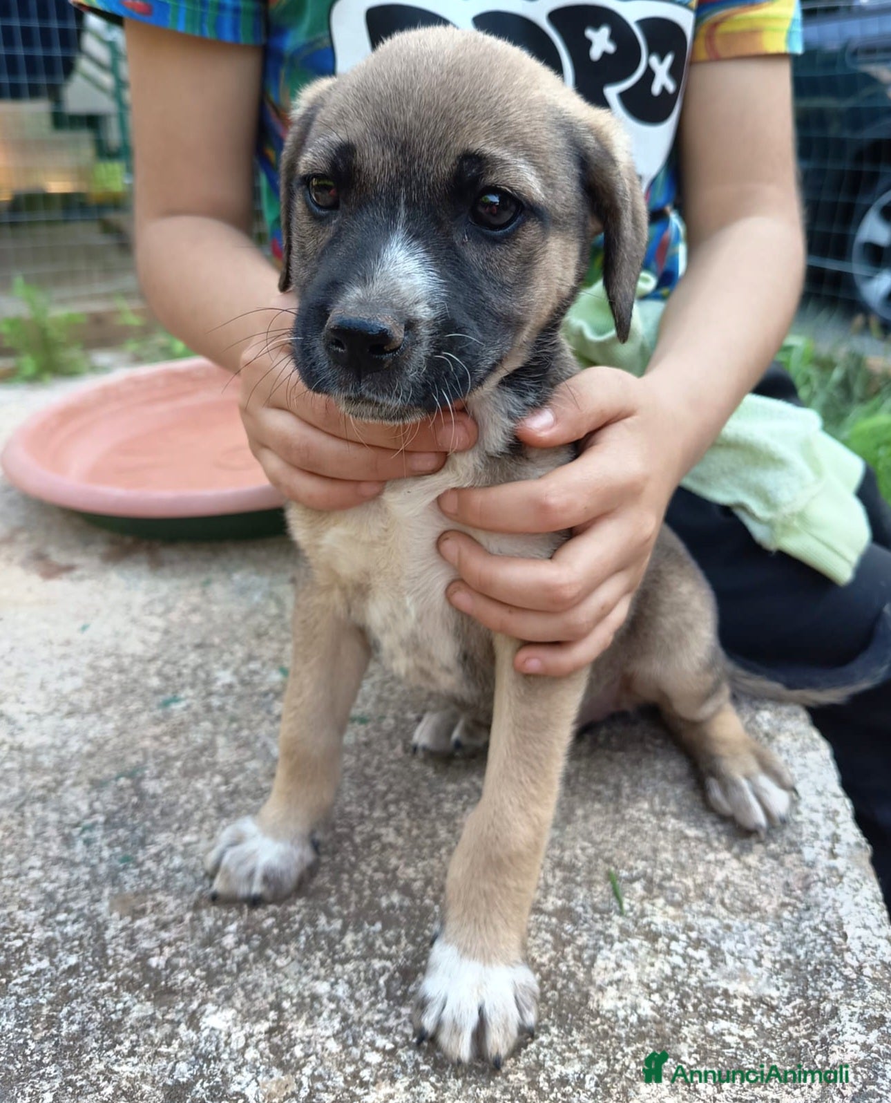 Meticcio cani in regalo: UNA MAMMA PER GRACE - Annuncio 4