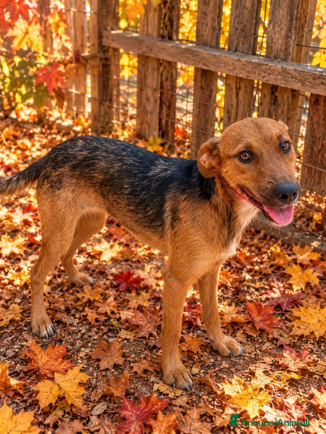 Meticcio cani Lola, taglia piccola! (10kg-1 anno)  - Annuncio 18