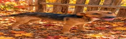 Meticcio cani in regalo: Lola, taglia piccola! (10kg-1 anno)  - Annuncio 1