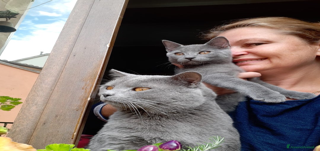 Immagine della galleria {{count}}