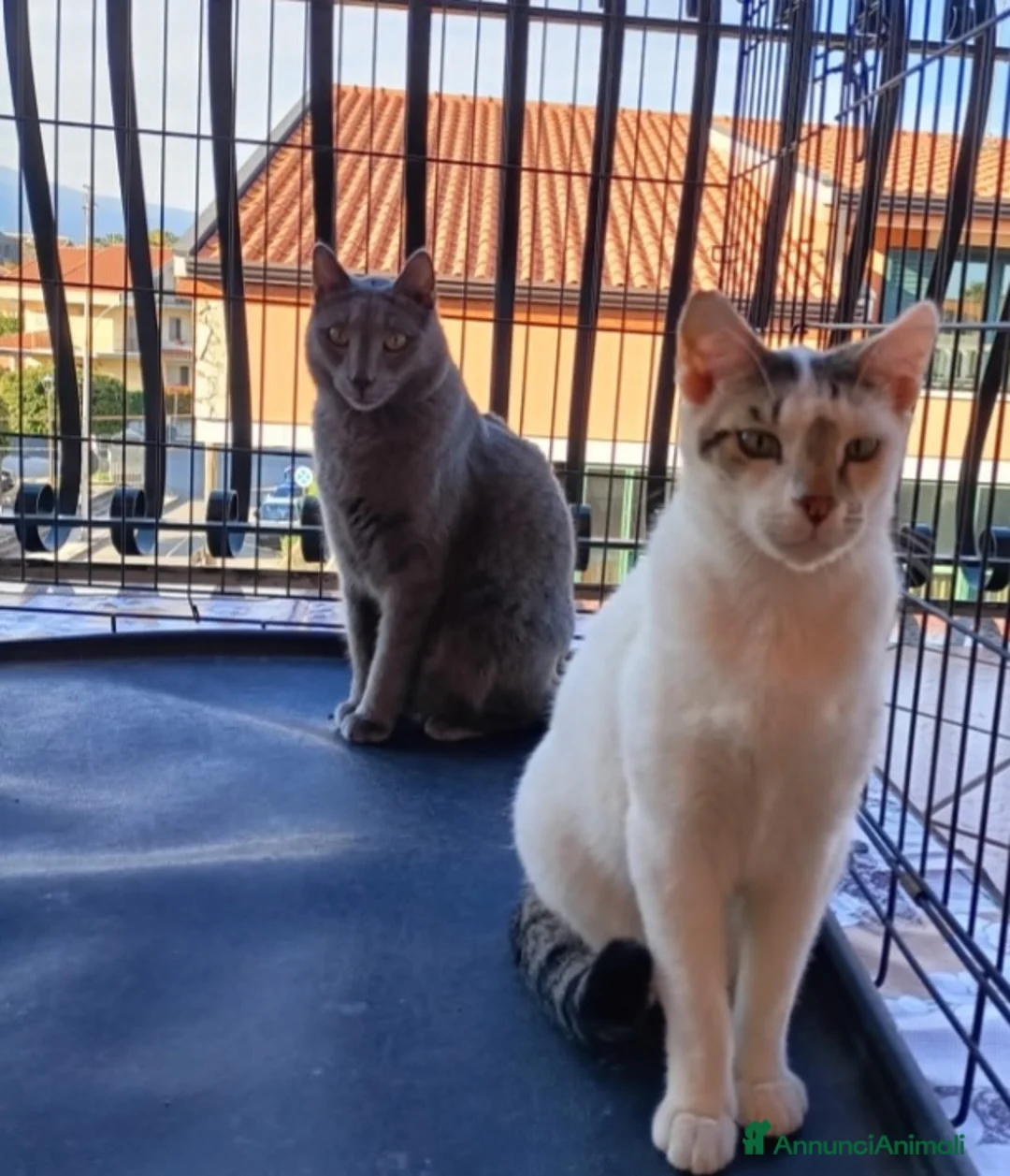 Certosino gatti in regalo: Certosino e compagno 2anni e 1/2 CATANIA SOS CASA a Città metropolitana di Milano - Annuncio 2