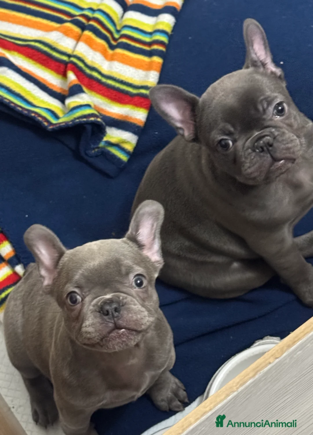 Bulldog Francese cani in vendita: Bulldog francese - Annuncio 4