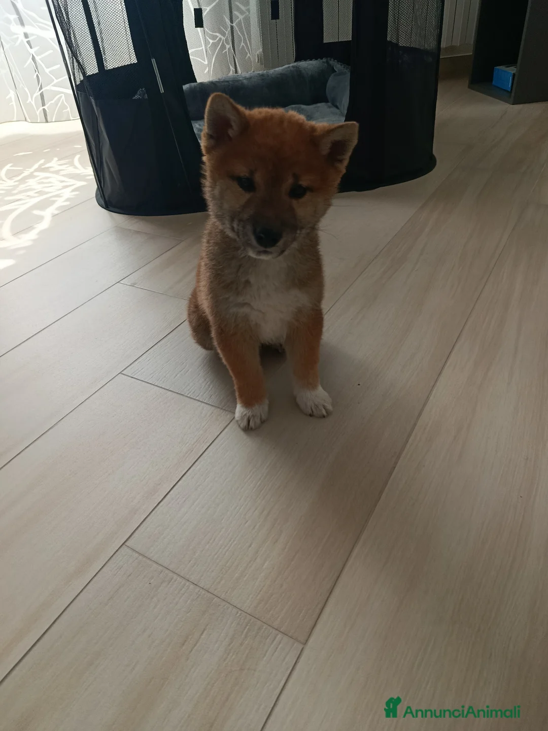 Shiba Inu cani in vendita: Cucciolo maschio shiba inu - Annuncio 4