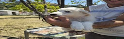 Meticcio cani in regalo: bella  - Annuncio 4