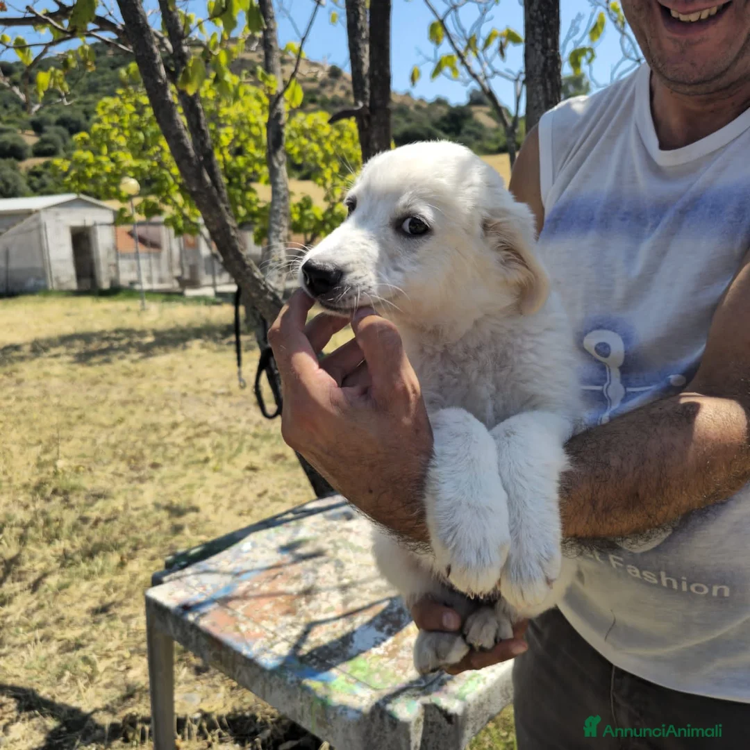 Meticcio cani in regalo: bella  - Annuncio 4