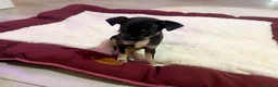 Chihuahua cani in vendita: Mini chihuahua  - Annuncio 8