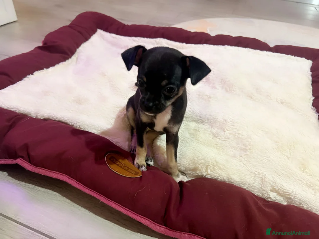 Chihuahua cani in vendita: Mini chihuahua  - Annuncio 8