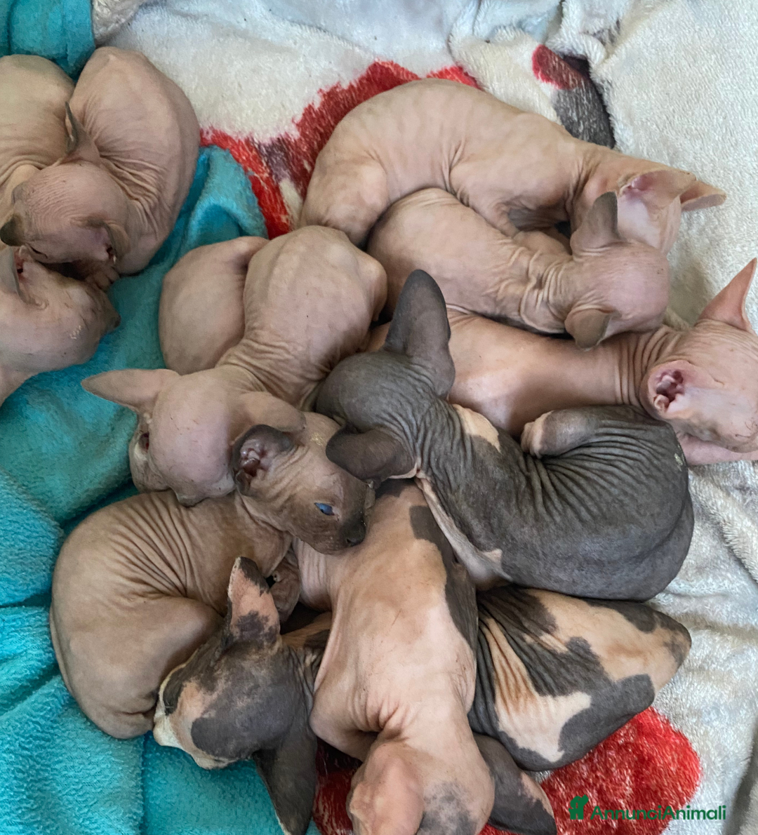 Sphynx gatti in vendita: Gatto nudo sphynx - Annuncio 3