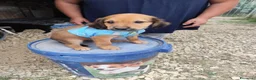 Meticcio cani in regalo: CUCCIOLI 2 mesi taglia media - Annuncio 22