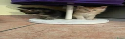 Maine Coon gatti in vendita: MAINE COON SHADED PREGIATI cuccioli  - Annuncio 9