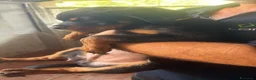 Rottweiler cani in vendita: Cuccioli di Rottweiler  - Annuncio 4