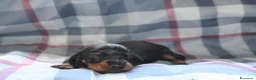 Bassotto cani in vendita: Cuccioli di bassotto - Annuncio 3
