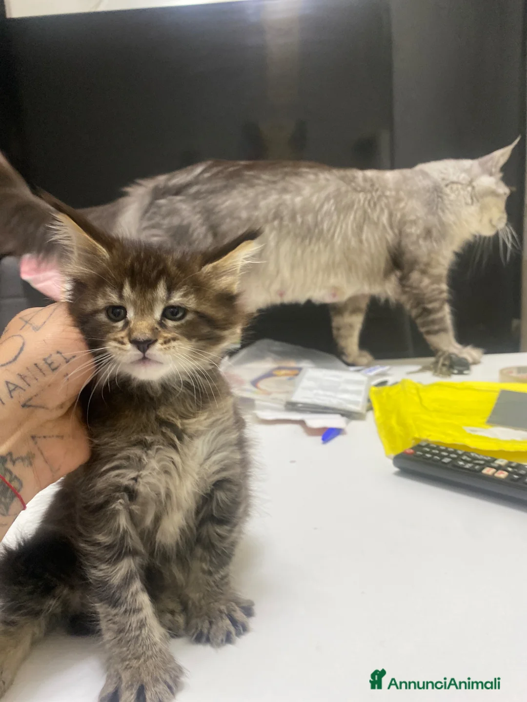 Maine Coon gatti in vendita: Maine CoonXXL Top genetica  - Annuncio 2