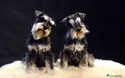 Mini Schnauzer cani in vendita: Cucciolata di schnauzer nani nero/argento a Provincia di Cuneo - Immagine 10