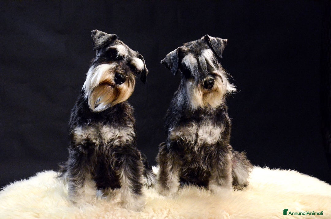 Mini Schnauzer cani in vendita: Cucciolata di schnauzer nani nero/argento a Provincia di Cuneo - Immagine 10