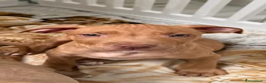 Pitbull Cucciolo 1