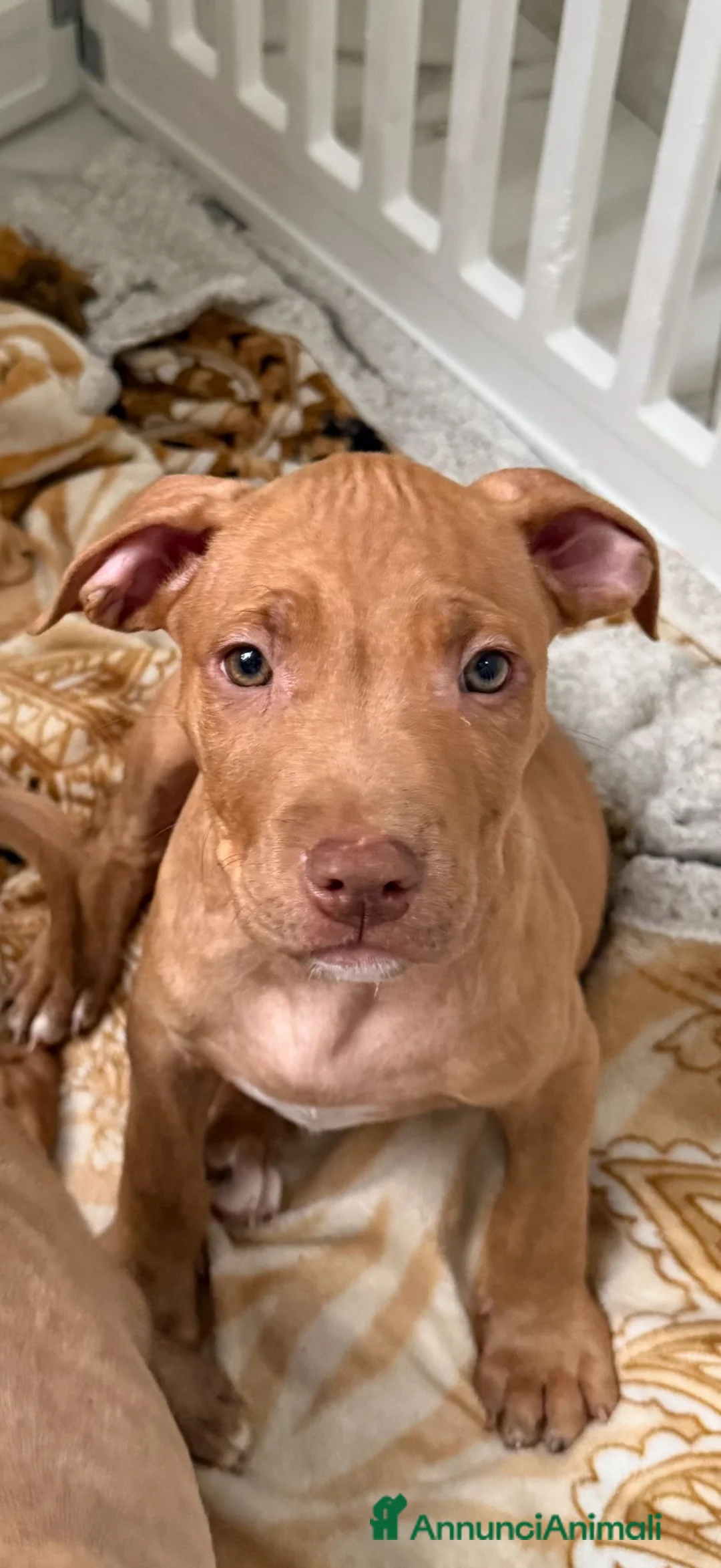 Pitbull cani in vendita: Ultimi 2 maschi di Pit Bull Red nose - Annuncio 2