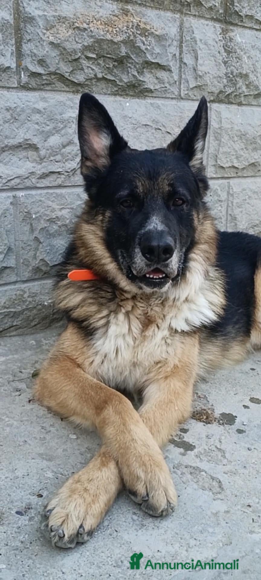 Meticcio cani Ciao sono Elio - Annuncio 25