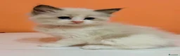 Ragdoll gatti in vendita: cuccioli di ragdoll - Annuncio 14