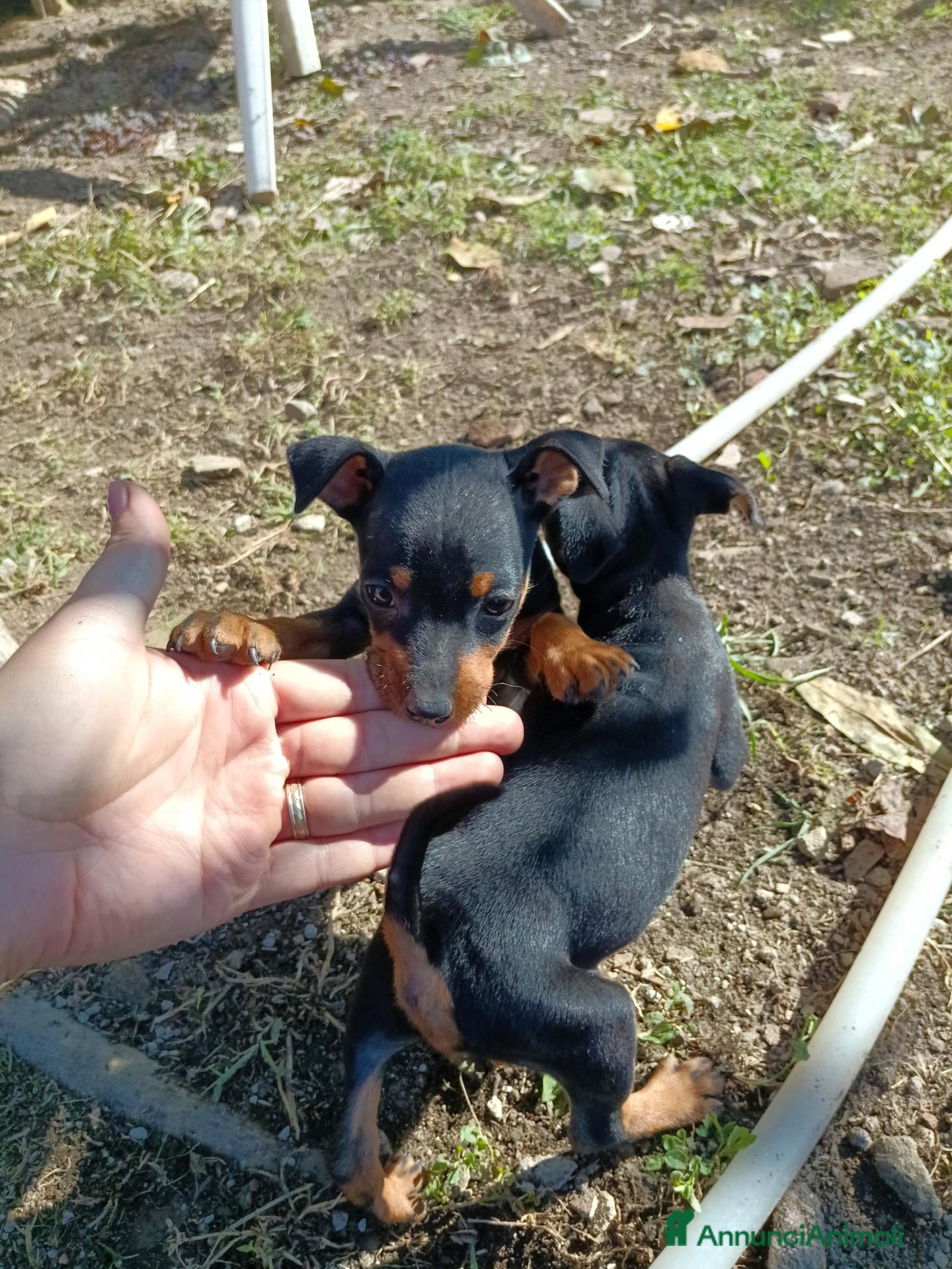 Pinscher Miniatura cani in vendita: Pinscher Nano Femmine - Annuncio 8