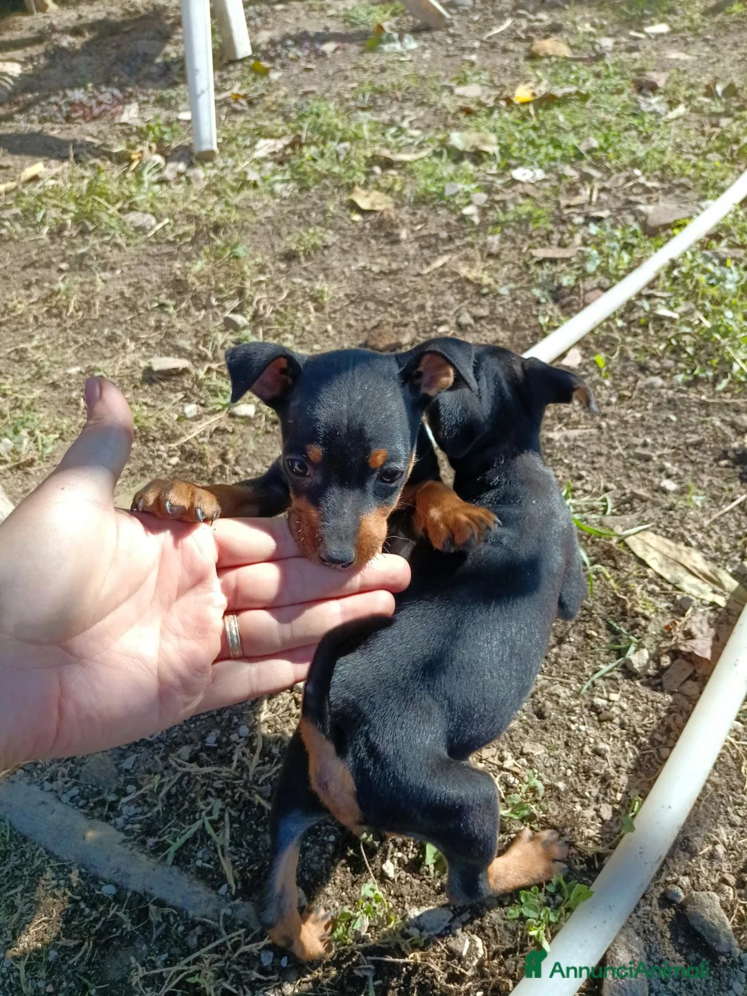Pinscher Miniatura cani in vendita: Pinscher Nano Femmine - Annuncio 1
